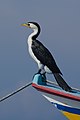 * Nomination Little pied cormorant at Sanur Beach, Bali. --Satdeep Gill 10:52, 24 September 2022 (UTC) * Promotion  Support Good quality. --Drow male 09:16, 25 September 2022 (UTC)