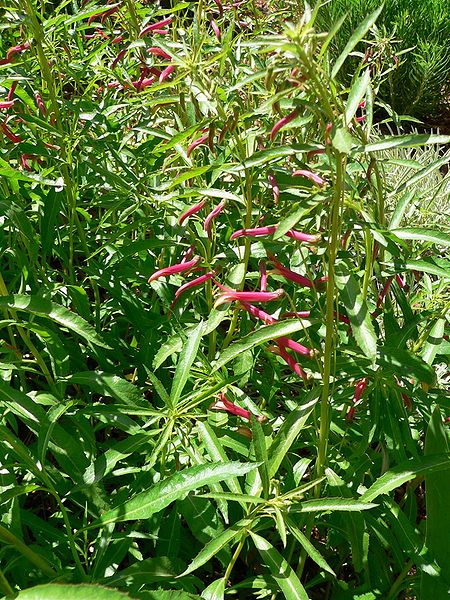 File:Lobelia laxiflora form.jpg