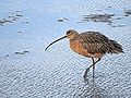 Long-billed Curlew, Hayward shoreline