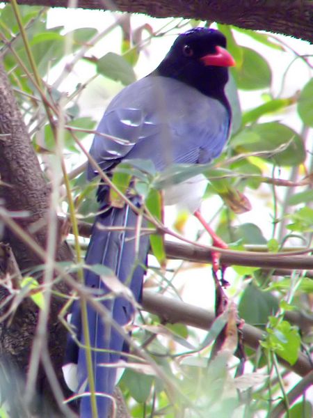 File:Long Tail bird.jpg