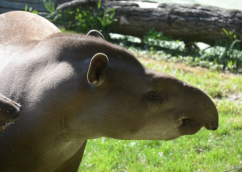 File:Lowland tapir face 2.jpg