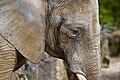 * Nomination Female african elephant portrait. --Anil O. 00:06, 30 June 2023 (UTC) * Promotion Good quality. --Jacek Halicki 01:05, 30 June 2023 (UTC)