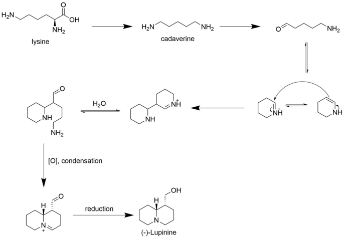 Biosynthesis of lupinine Lupinine Graphic 2.png