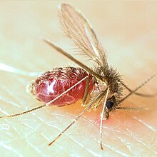 Lutzomyia longipalpis feeding on human blood. Lutzomyia longipalpis-sandfly.jpg