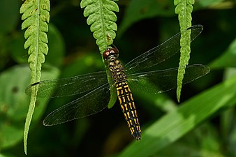 Little Bloodtail Lyriothemis acigastra female