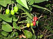 MJD mystery plant berries.jpg
