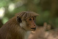 A toque macaque (M. sinica) in Sri Lanka
