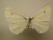 Macrosoma albida.jpg