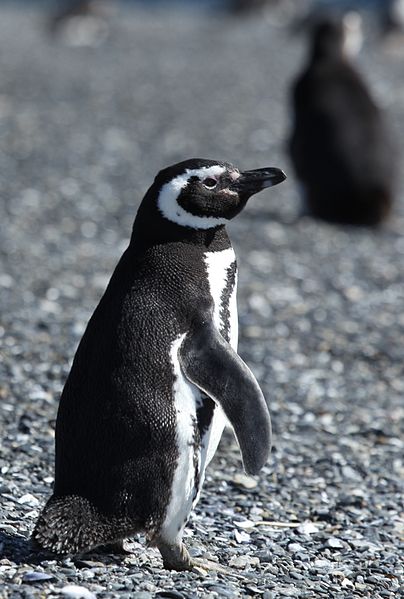 File:Magellanic Penguin (5540809785).jpg