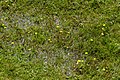 * Nomination: Wet meadow next to Lake Stappitz in the Seebach Valley near Mallnitz, High Tauern National Park, Carinthia, Austria --Uoaei1 03:52, 25 September 2019 (UTC) * * Review needed