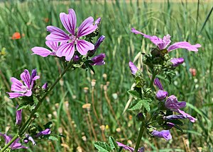 당아욱(Malva sylvestris)