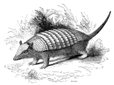 WEASEL-HEADED ARMADILLO.