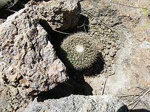 Mammillaria wagneriana (5726033441) .jpg