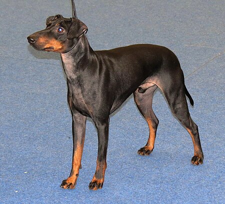 Tập_tin:Manchester_terrier_Koira_2013.JPG