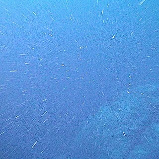<span class="mw-page-title-main">Marine snow</span> Shower of organic detritus in the ocean