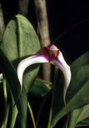 Masdevallia gilbertoi