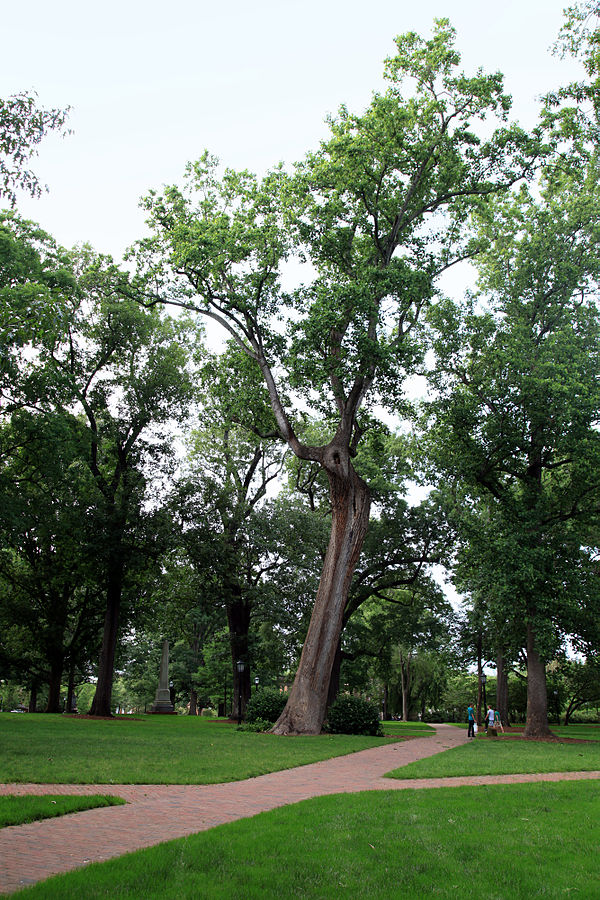 UNC's wooded campus buffers the town center of Chapel Hill