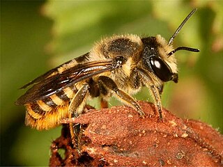 <i>Megachile luteociliata</i> Species of leafcutter bee (Megachile)