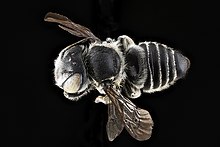 Megachile pseudobrevis f.jpg