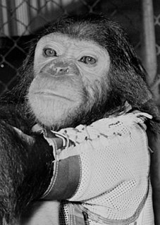 <span class="mw-page-title-main">Enos (chimpanzee)</span> Only chimpanzee and third great ape to orbit Earth