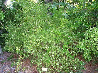 <i>Psychotria ligustrifolia</i> Species of plant