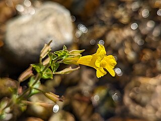 <i>Erythranthe michiganensis</i> Species of flowering plant