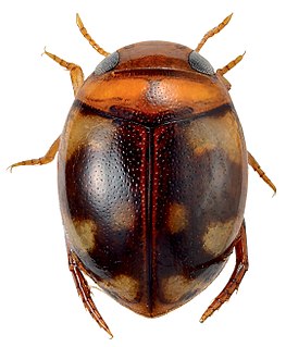 <i>Microdytes maculatus</i> Species of beetle