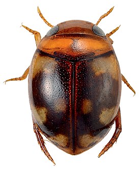 Microdytes maculatus, Таиланд