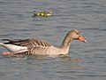 Migratory birds at Ropar Wetland