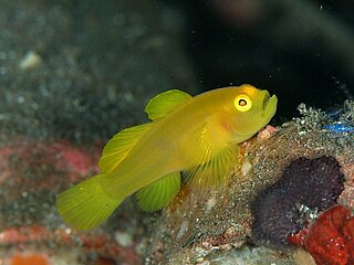 <i>Lubricogobius</i> Genus of fishes