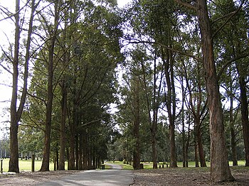 One of the many walking tracks within the reserve Mirambeena Regional Park, Georges Hall, New South Wales 2.jpg