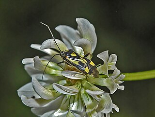 <i>Grypocoris sexguttatus</i> species of insect