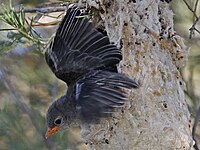 Mistletoebird3208e.jpg