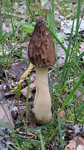 <i>Morchella semilibera</i> Species of fungus