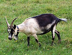 Парень ебет козу, в деревенском порно с животными