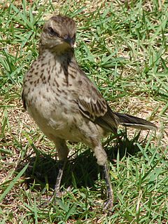 Mimus saturninus