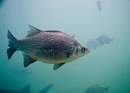 Fehér sügér (Morone chrysops)