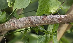 Mossy leaf-tailed gecko (Uroplatus sikorae) Montagne d'Ambre 2.jpg