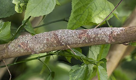 Mossy leaf-tailed geckoUroplatus sikoraeMadagascar