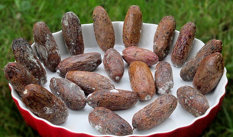 File:Mouldy safou fruits.jpg