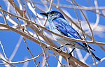 Thumbnail for File:Mountain Bluebird on Seedskadee National Wildlife Refuge (25692270014).jpg