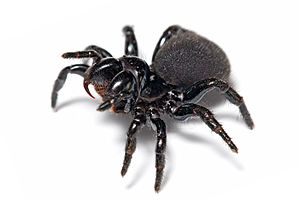 Araneae: Carauterístiques, Equipamientu sensorial, Seda