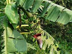 바나나(Musa × paradisiaca)