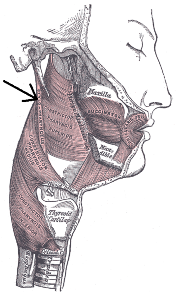 Stylopharyngeus muscle