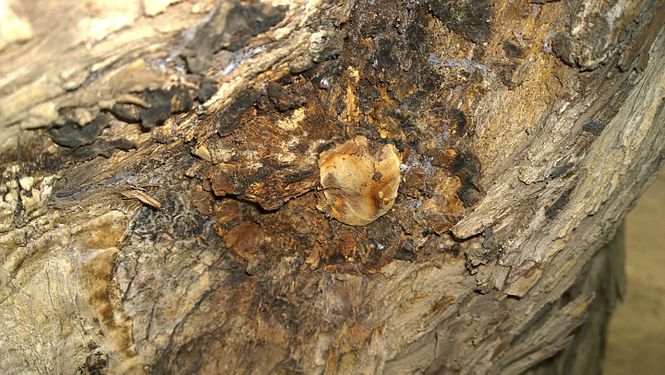Mushrooms in a blackthorn tree © Haedarmkm