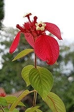 Miniatura para Mussaenda erythrophylla