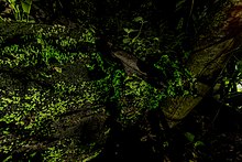 Mycena lucentipes Mycena lucentipes in Costa Rica.jpg