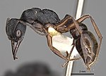 Thumbnail for Myrmecia fulvipes