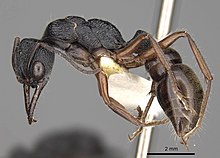 Myrmecia fulvipes casent0914033 p 1 high.jpg