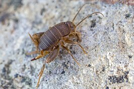 Myrmecophilus hirticaudus